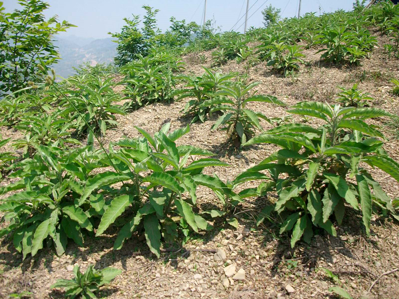 dryobalanopsaromaticagwaertn.f.