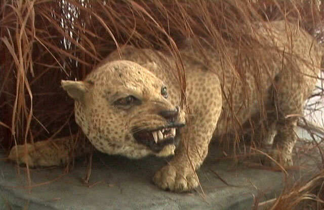  p>桑给巴尔豹(学名:panthera pardus adersi),是一种可能已经灭绝的 