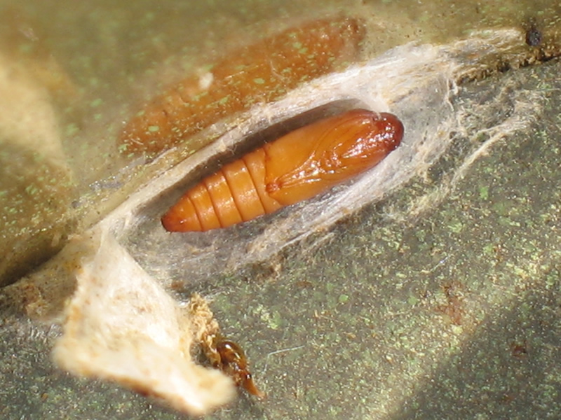 苹果蠧蛾 /a>, i>cydia pomonella /i>,鳞翅目(lepidoptera),木蠹蛾科