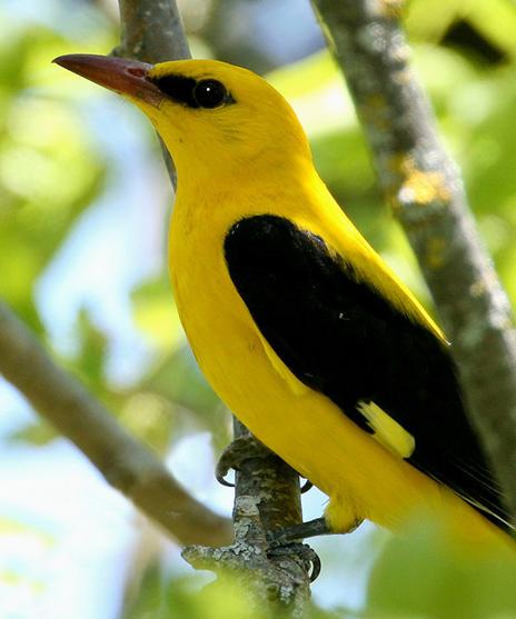  p>金黄鹂(学名: i>oriolus oriolus /i>)是中型 a href="#" data