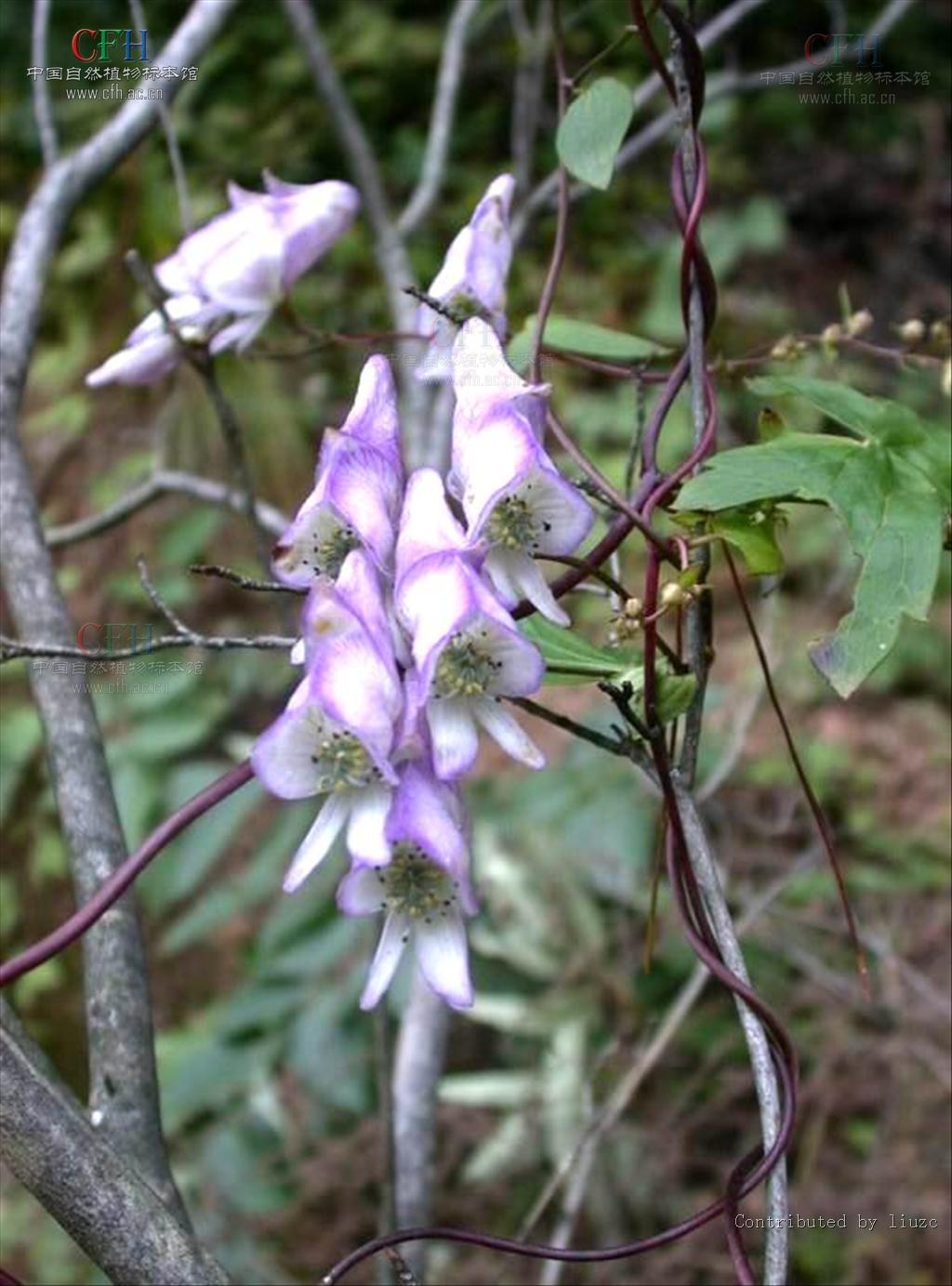  p> b>粗茎乌头 /b>(学名: b> i>aconitum crassicaule /i> /b>),为 a