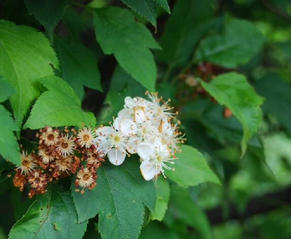  p>变叶海棠(学名: i>malus toringoides /i> (rehder) hughes )是