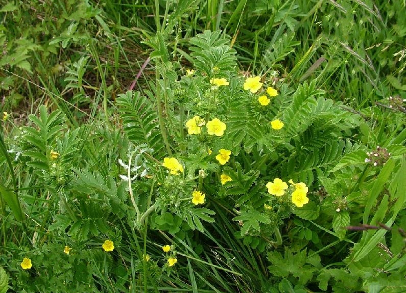 是蔷薇科委陵菜属的多年生草本.