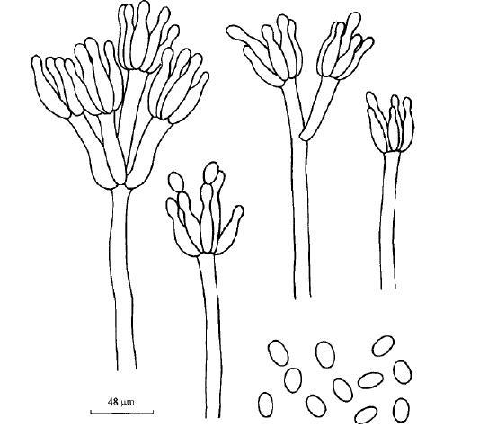  p>罗尔夫青霉的分离物通常产生不同程度的黄色菌丝体,产生黄褐色菌核