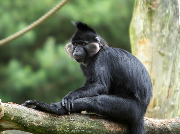  p>黑冠白睑猴(学名: i>lophocebus aterrimus /i>):是一种中等大小的