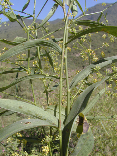 是伞形科柴胡属多年生 a href="#">草本 /a>植物,高可达85厘米.