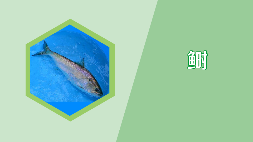 鲥:暖水性中上层海洋鱼类