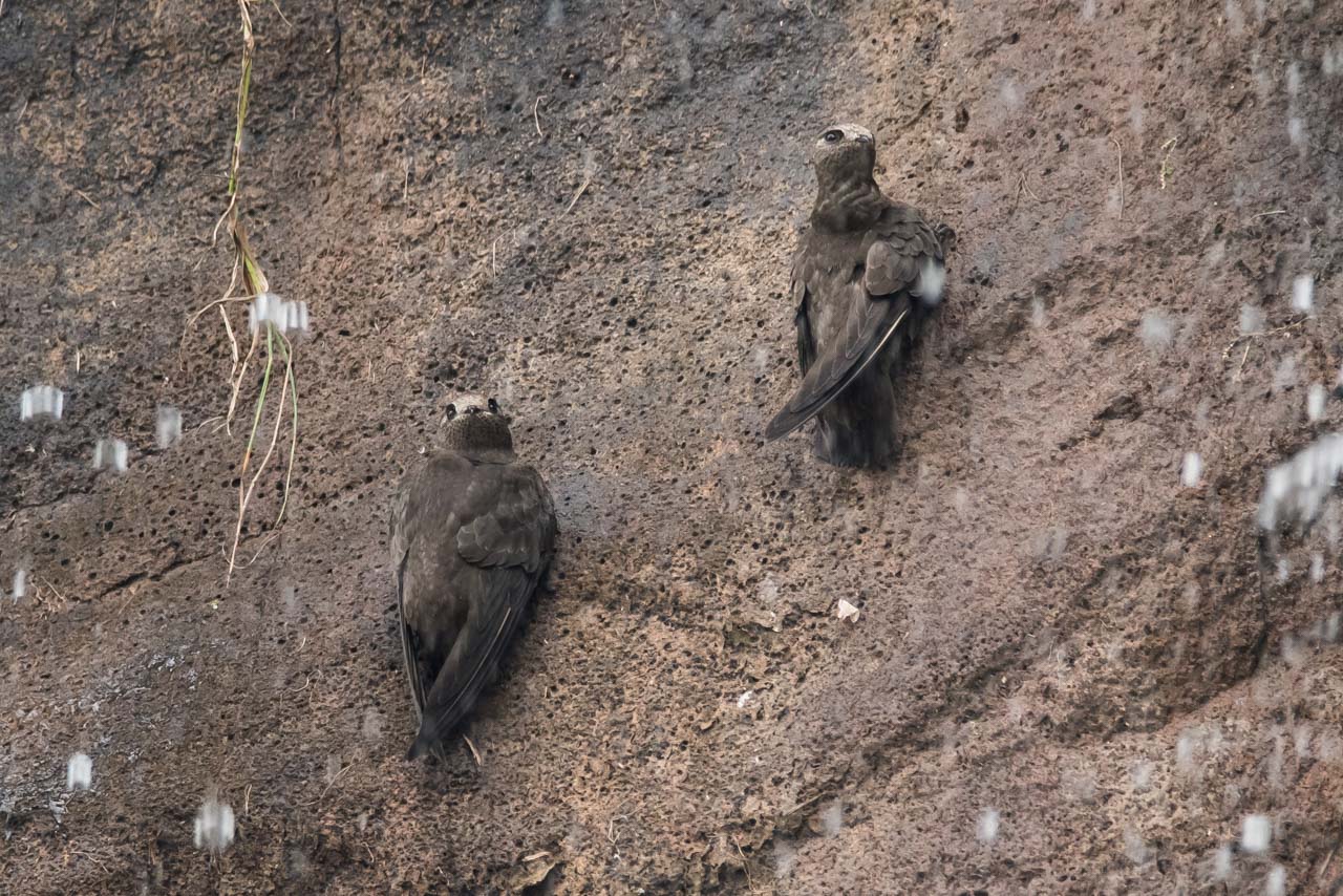 《大黑雨燕》是一种鸟类,主要分布于南美洲