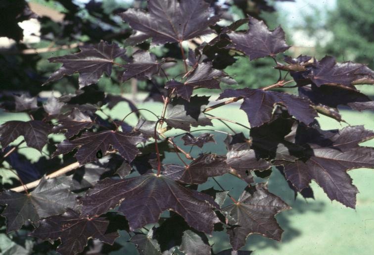 紫叶挪威槭
