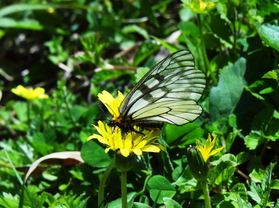 parnassius glacialis