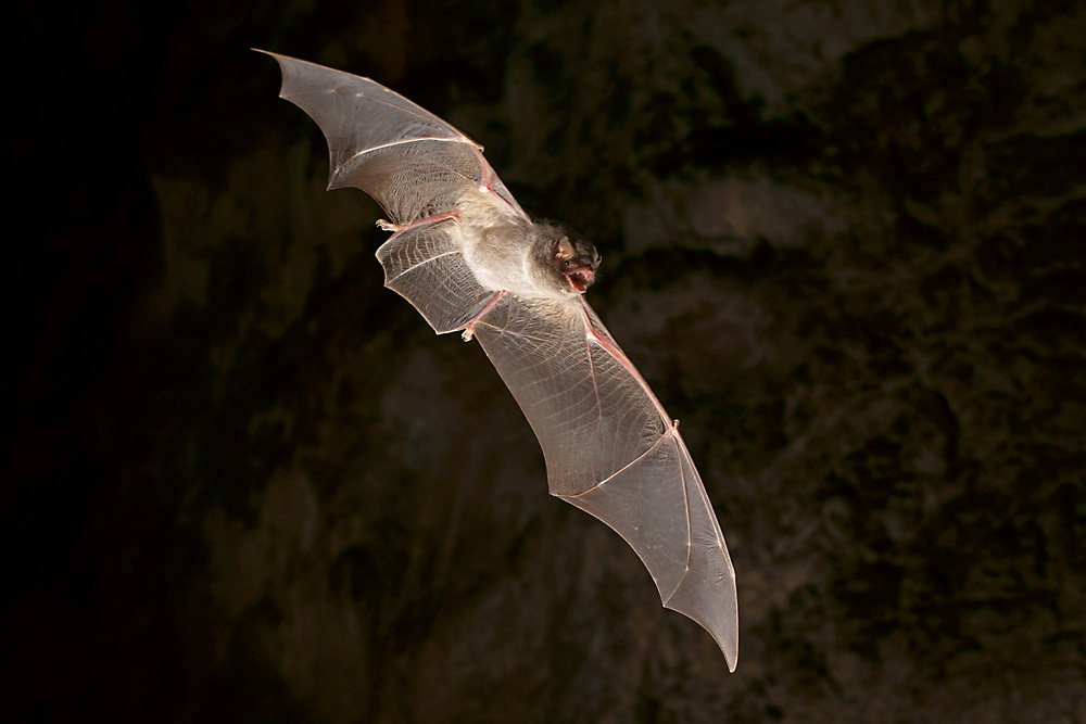 ">翼手目 /a>, a target="_blank" href="/item/蝙蝠科/1959688" data