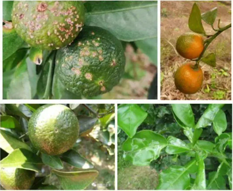 go0m7kd6du">柑橘的各类害螨属蛛形纲,主要包括瘿螨,叶螨和跗线螨三科