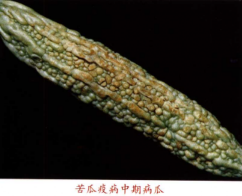 苦瓜疫病