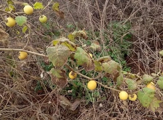 黄果茄：民间野果的传奇属性_百科TA说