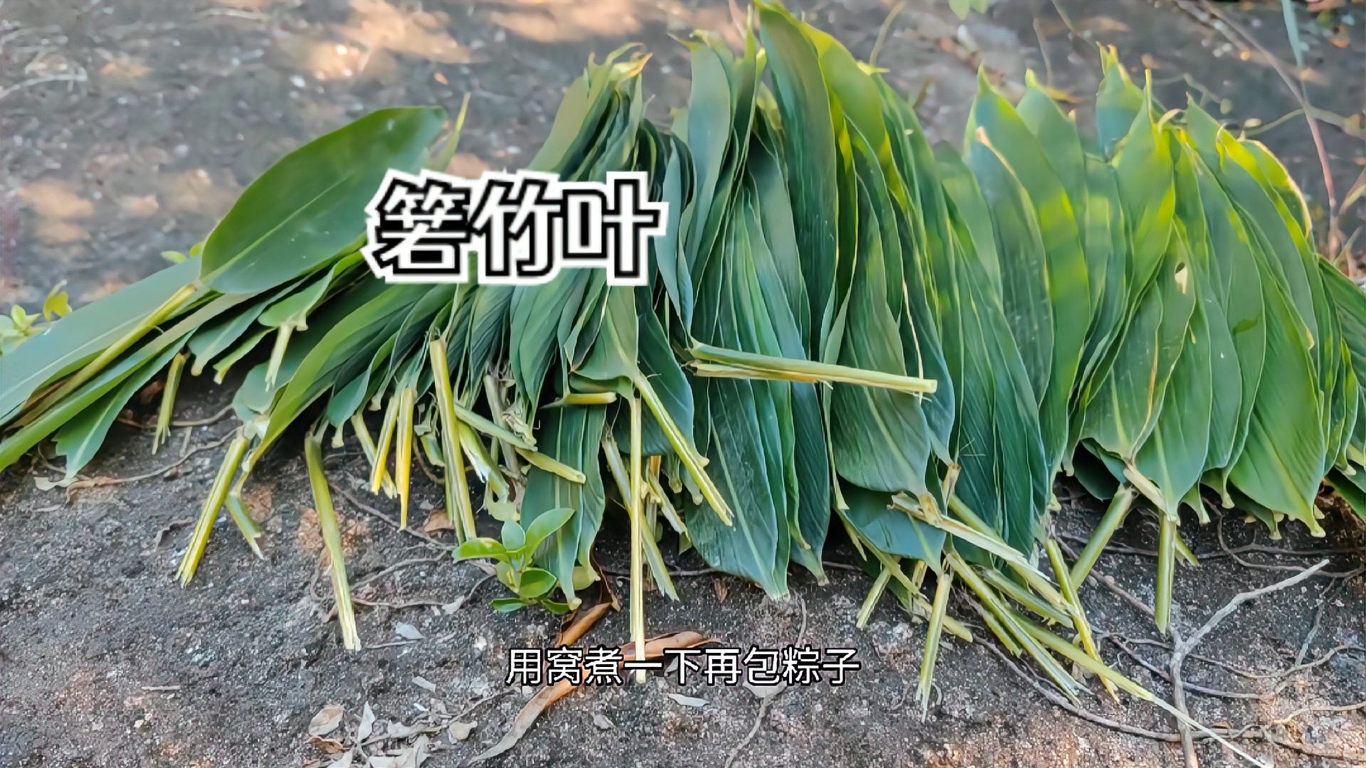箬竹_百度百科