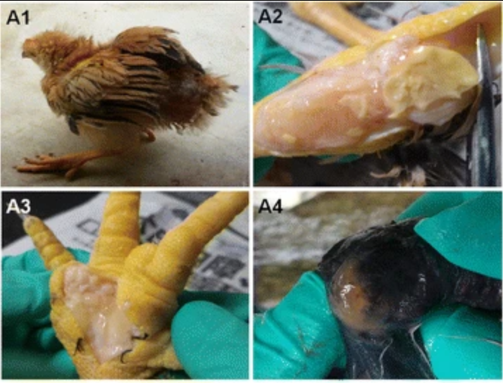 鸡滑液囊支原体病