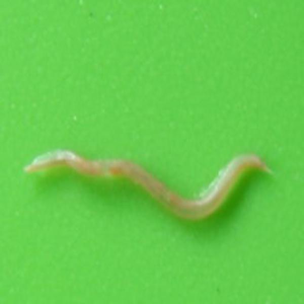 有齿食道口线虫