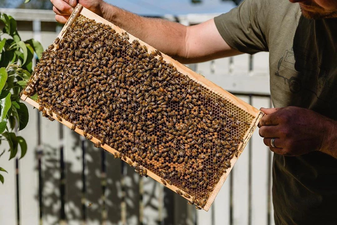 今天为我们采蜜的小蜜蜂来自国外 有关蜂蜜的9个问题 百科ta说