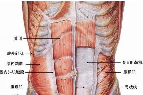 abdominis)位于腹前壁正中线两侧,被包埋于腹直肌鞘内,为上宽下窄的