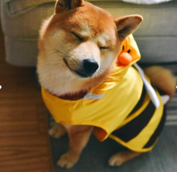 柴犬：最代表日本民族精神的犬种_百科TA说