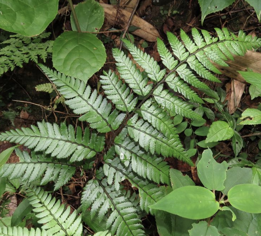  p>中华复叶耳蕨(学名: i>arachniodes chinensis /i> (rosenst.