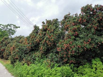 荔枝（无患子科荔枝属植物）_百度百科