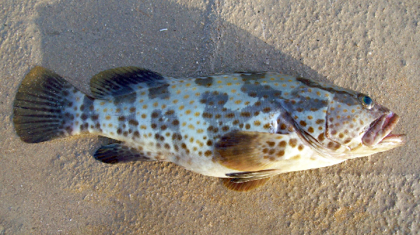  p>点带石斑鱼(学名: i> i>epinephelus coioides /i> /i>)是鮨科