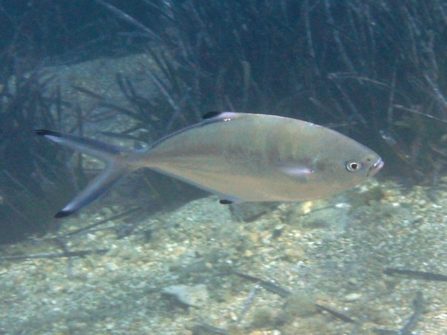  p>卵形鲳鲹(学名: i>trachinotus ovatus /i>)是鲹科,鲳鲹属鱼类.