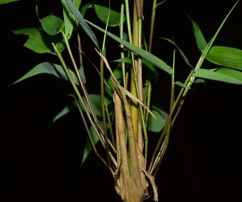  p>新小竹(学名: i>neomicrocalamus prainii  /i>(gamble) keng f.