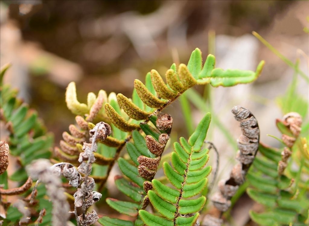  p>滇西金毛裸蕨(学名: i>paragymnopteris delavayi /i> (baker) k.