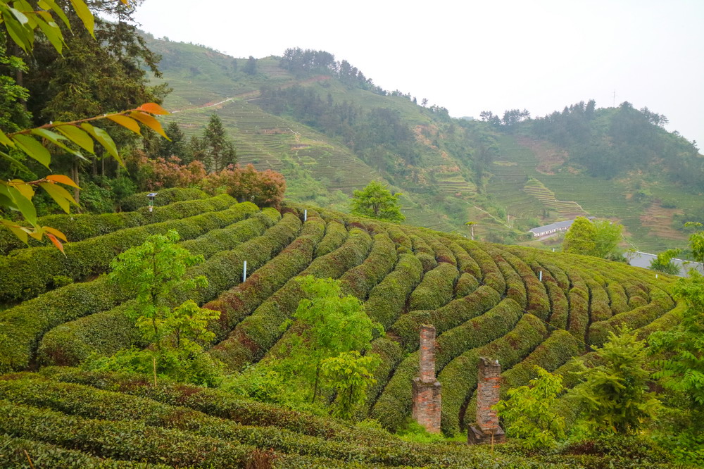 竹溪县龙王垭观光茶园旅区