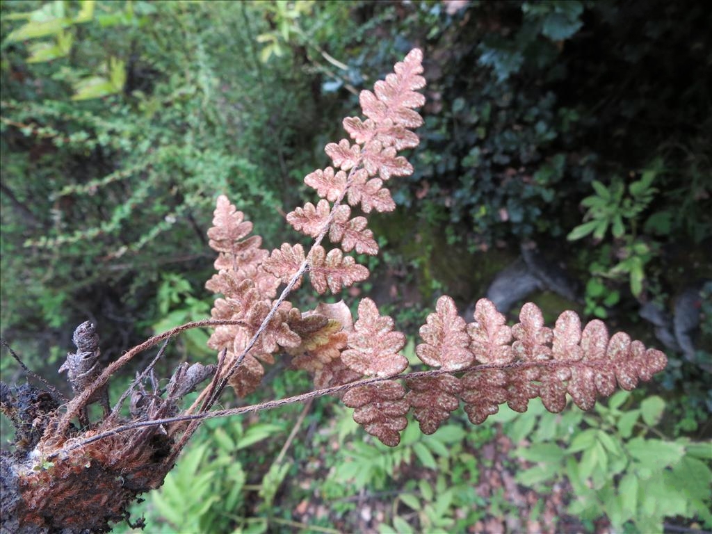 裸蕨属旱生中形 a href="#" data-lemmaid="7638032">蕨类 /a>植物