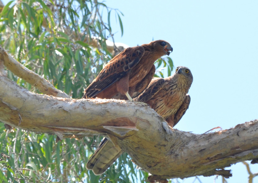  p>赤鹰(学名: i>erythrotriorchis radiatus /i>):为鹰科,赤鹰属的一