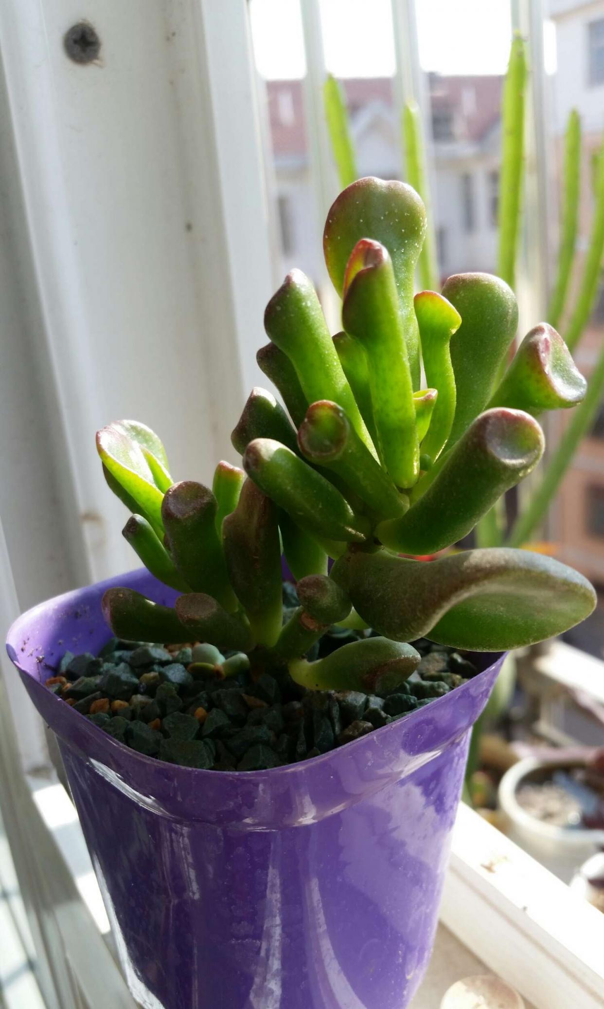 筒叶花月