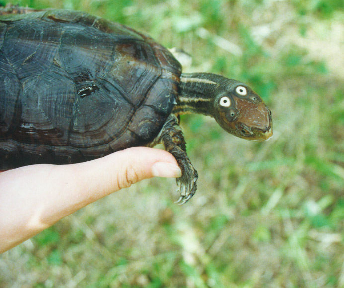  p>眼斑水龟(学名: i>sacalia bealei /i>)是龟科,眼斑水龟属动物.