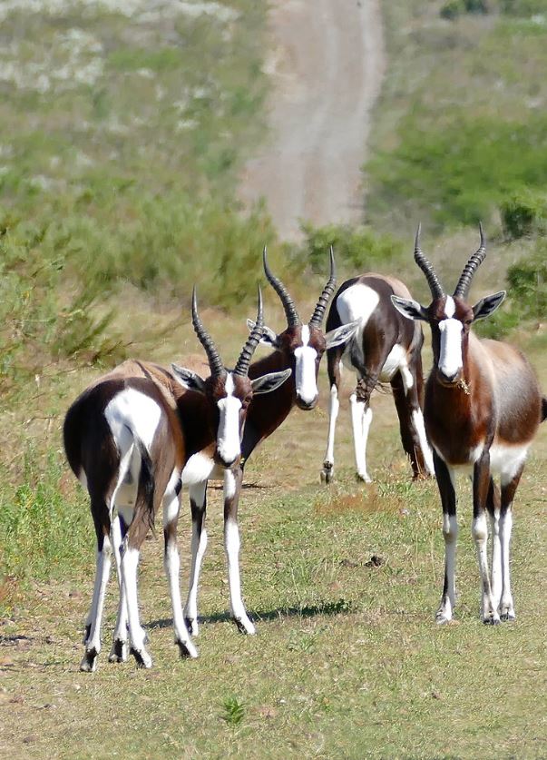  p>白纹牛羚(学名: i>damaliscus pygargus /i>):哺乳纲,牛科,转角