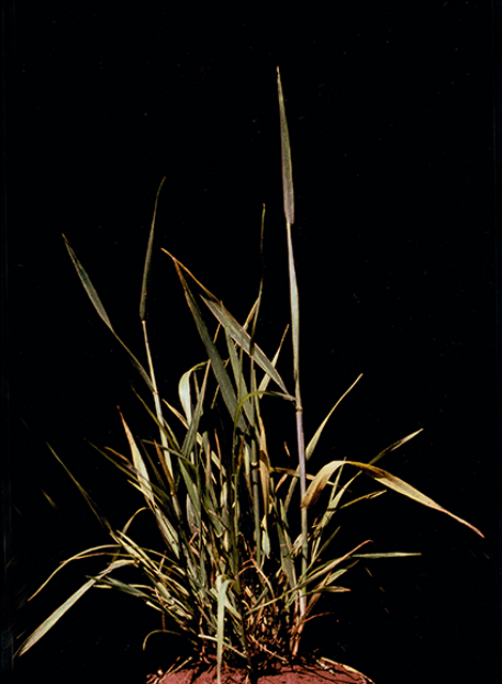  p>小麦丛矮病是由北方禾谷花叶病毒引起的,发生在 a target="_blank"