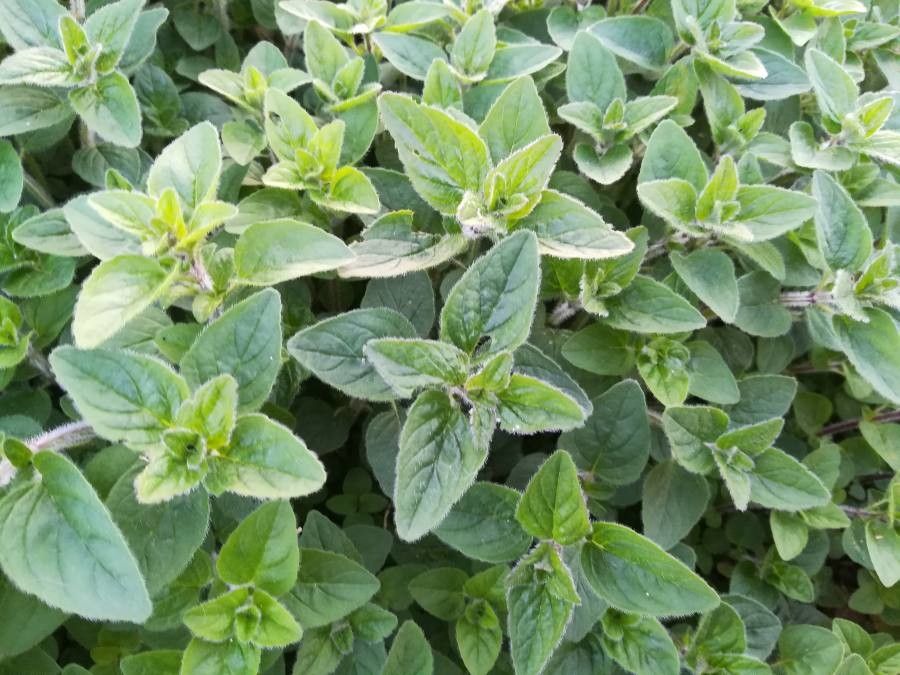  p>甘牛至(学名: i>origanum majorana /i> l.