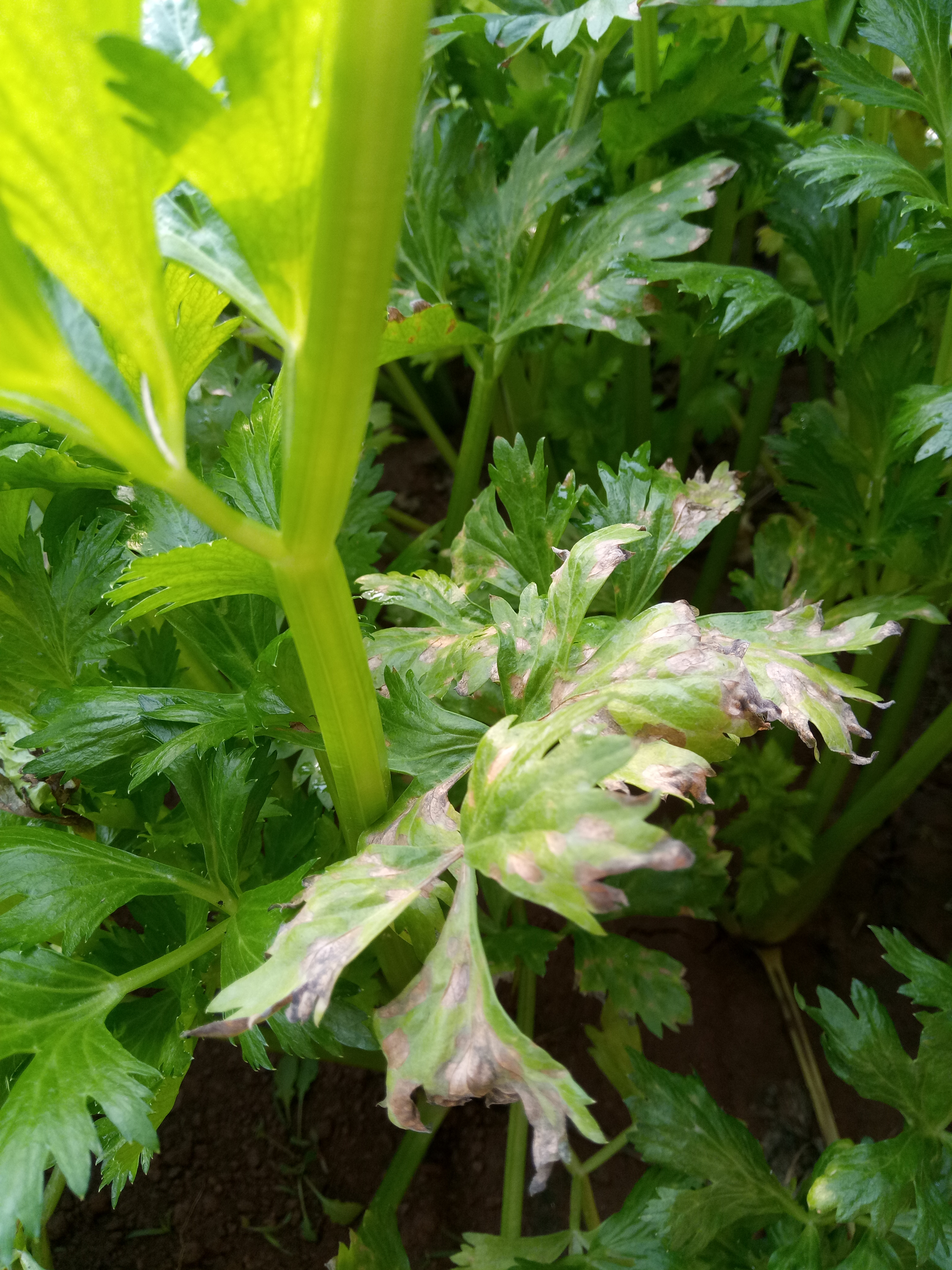 俗称火龙,是由芹菜生壳针孢侵染所引起的,发生在芹菜上的病害