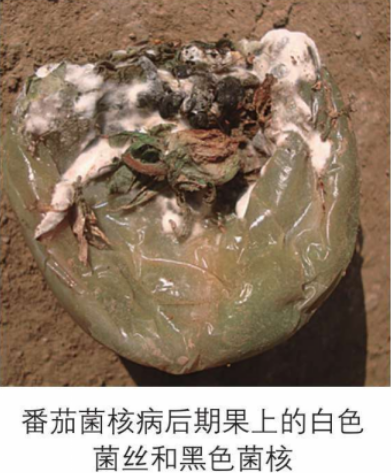 番茄菌核病