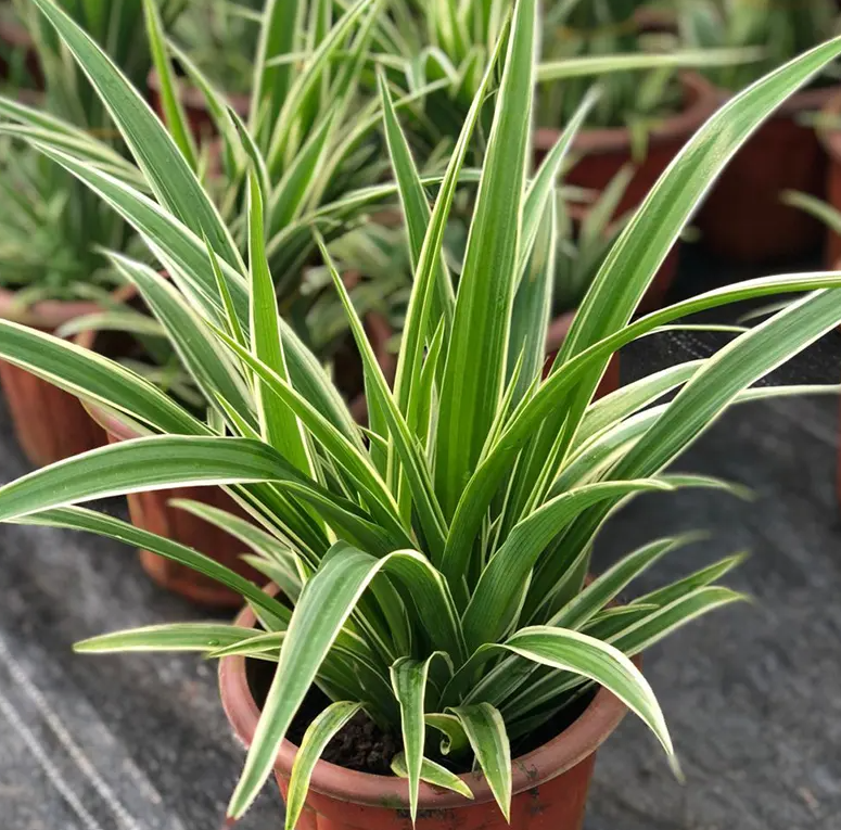 吊兰（天门冬科吊兰属的一种植物）_百度百科