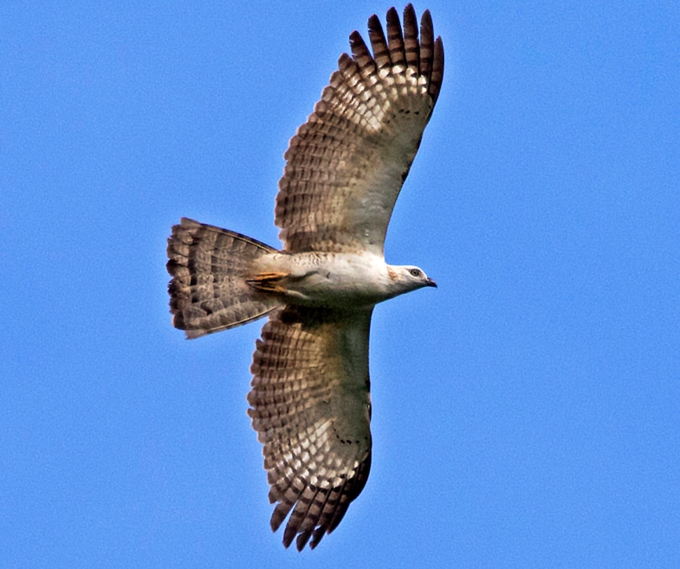 philippine honey-buzzard