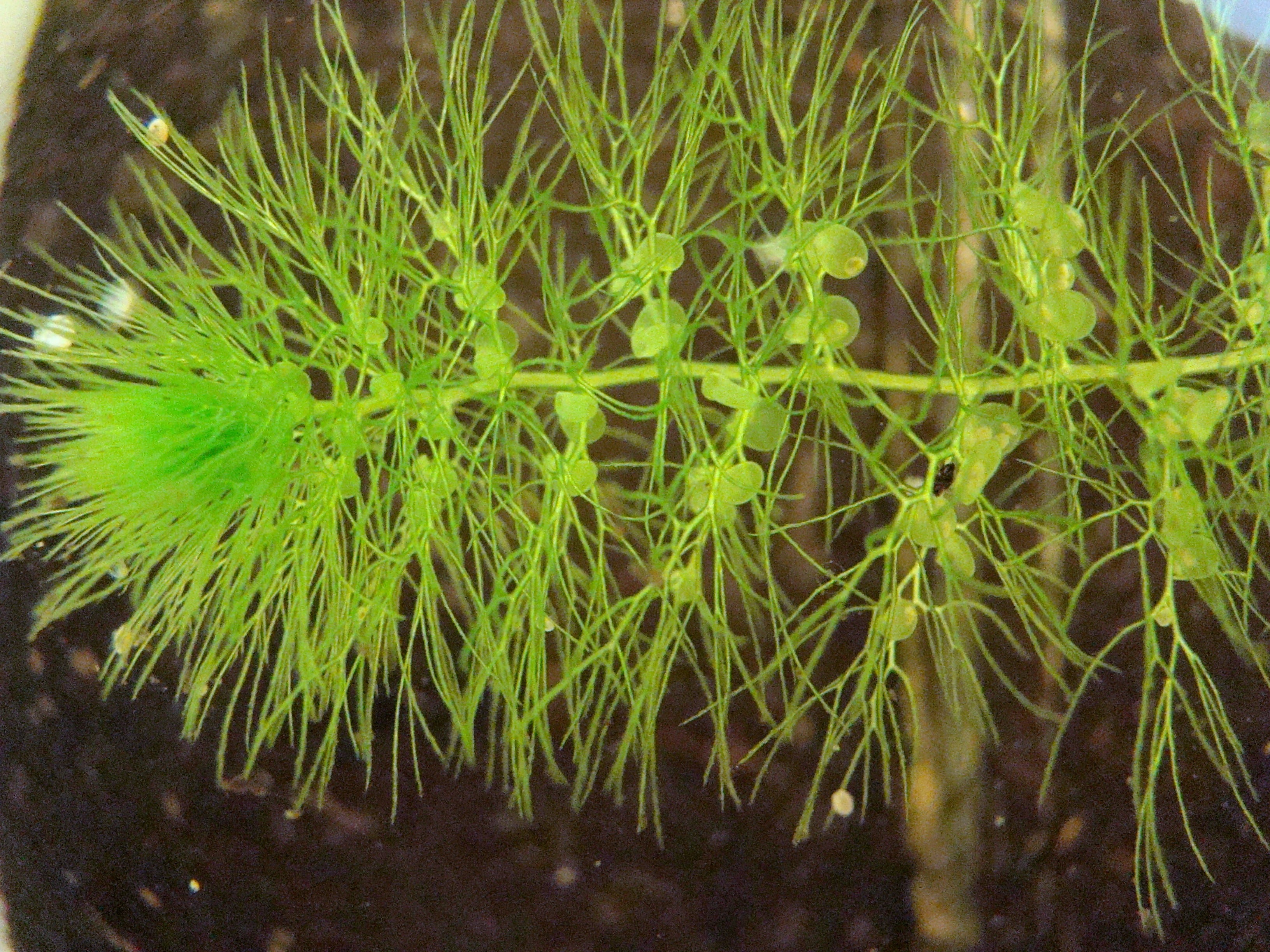 是狸藻科狸藻属水生草本植物.