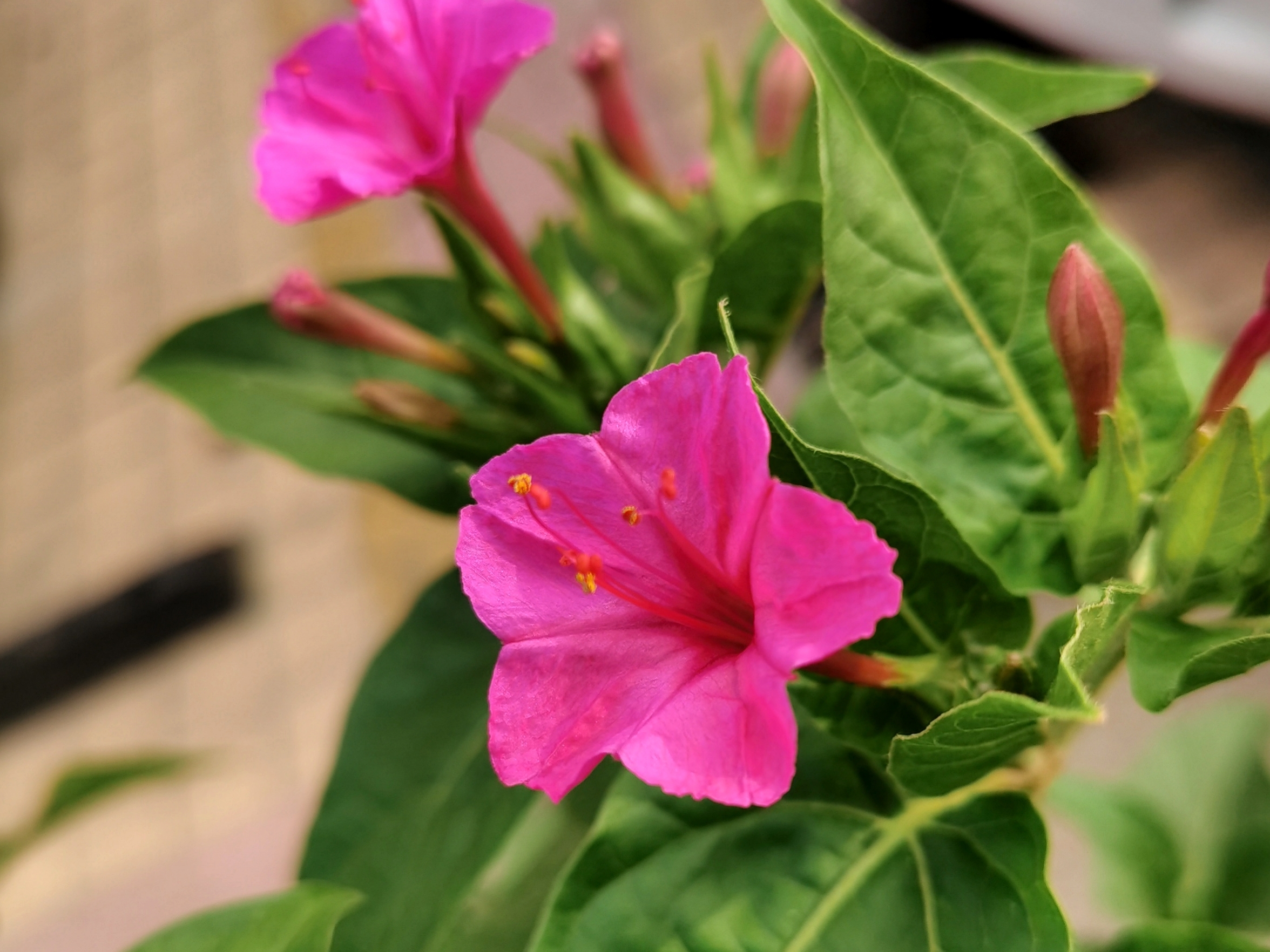  p data-id="gntxdohtzd">紫茉莉( i>mirabilis jalapa /i> l.