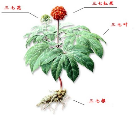 田三七（中药）_百度百科