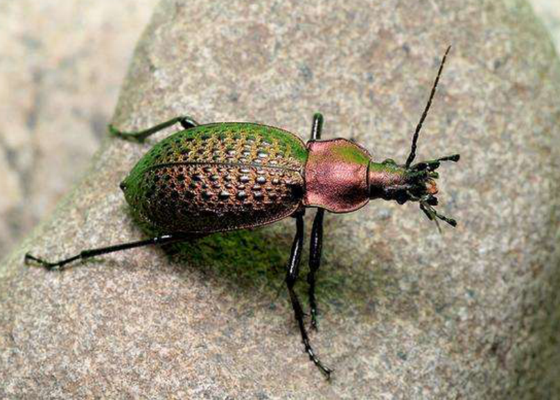 金步甲背后也有鲜为人知的人文故事