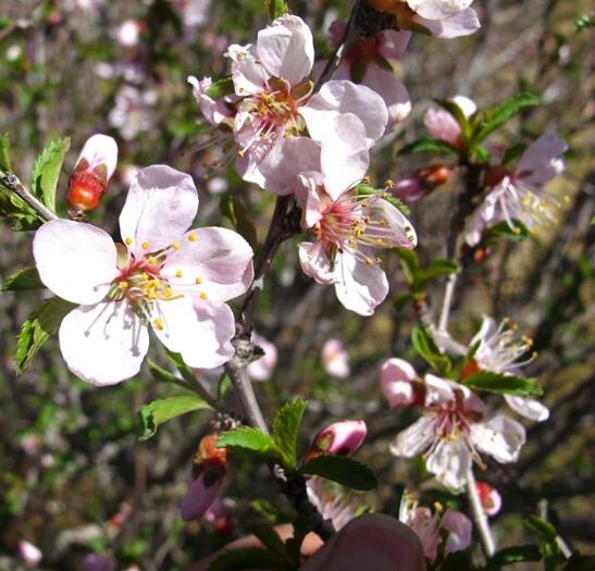 长柄扁桃内蒙古巴彦淖尔市乌拉特前旗乌拉山国家森林公园群体54