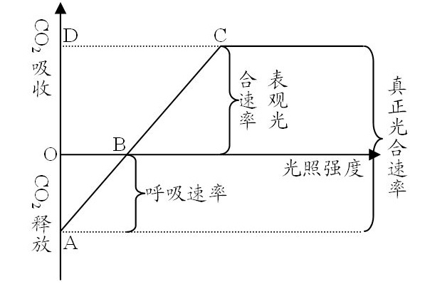 净光合速率
