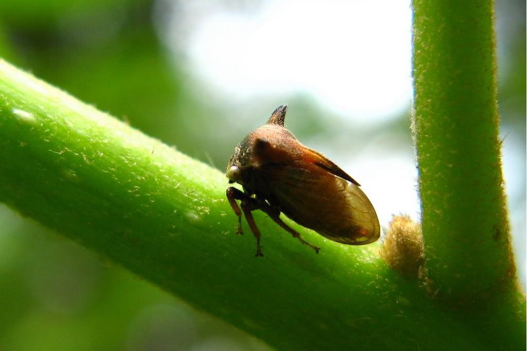  p>中国动物志 昆虫纲 第二十八卷 同翅目 角蝉总科. /p>