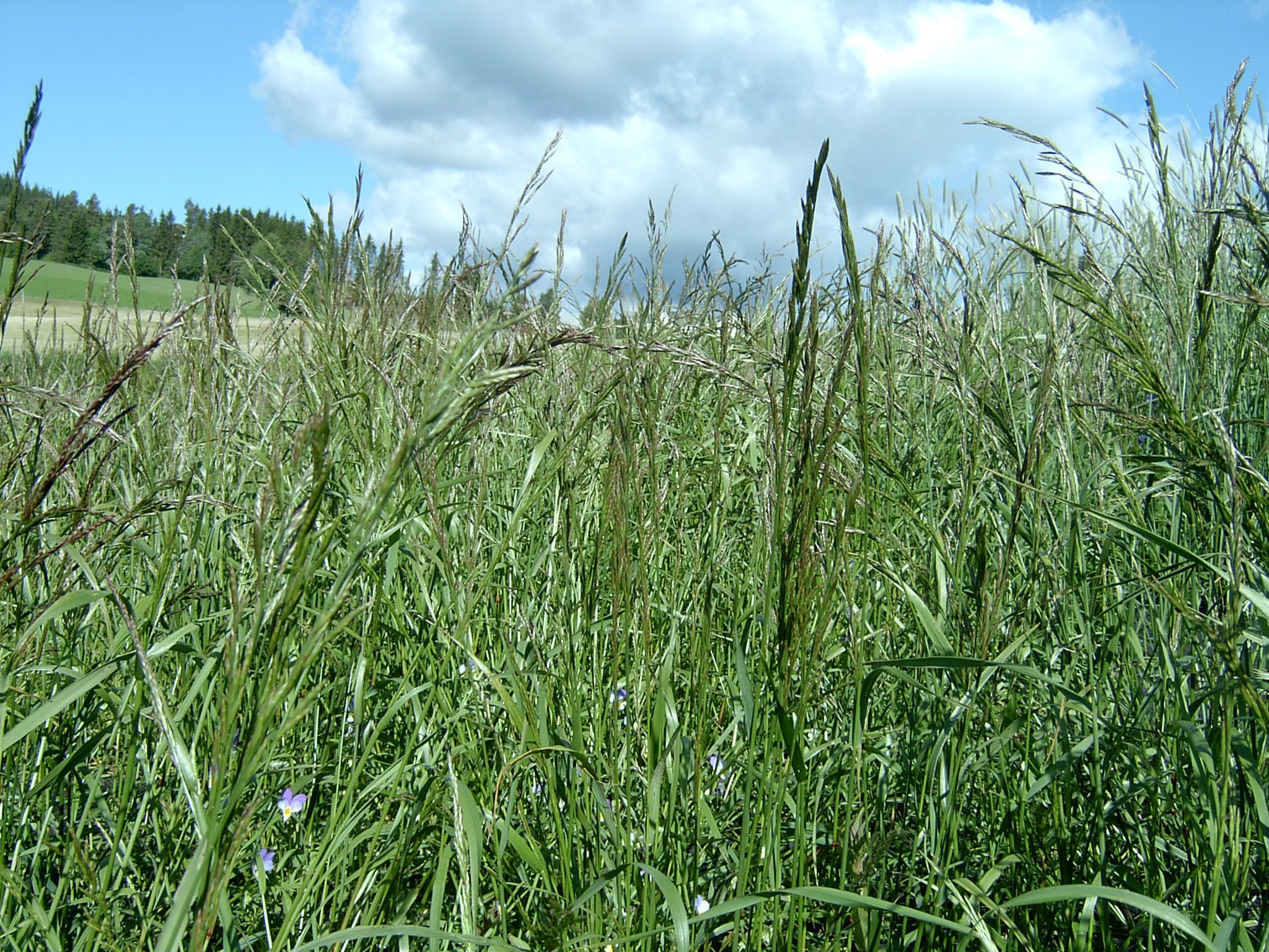  p>草甸羊茅(学名: i>festuca pratensis /i> huds.